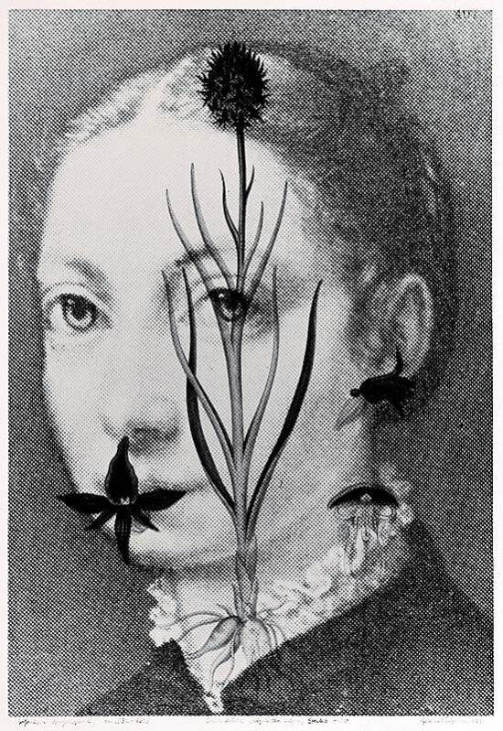 Sofonisba Anguissola (ca. 1532-1625) Black Vanilla Orchid, Nigritella nigra, highly endangered