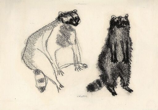 Two Racoons