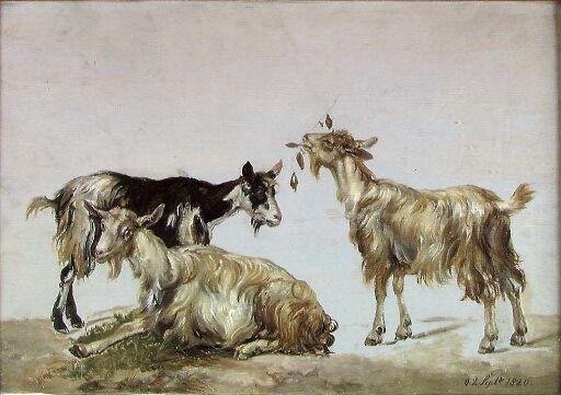 Study of three Goats