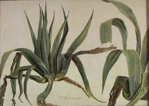 Study of two Agaves