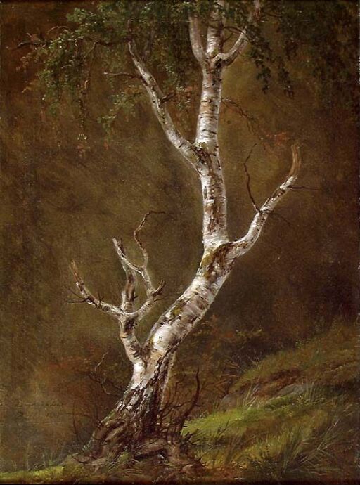 Study of a Birch Tree