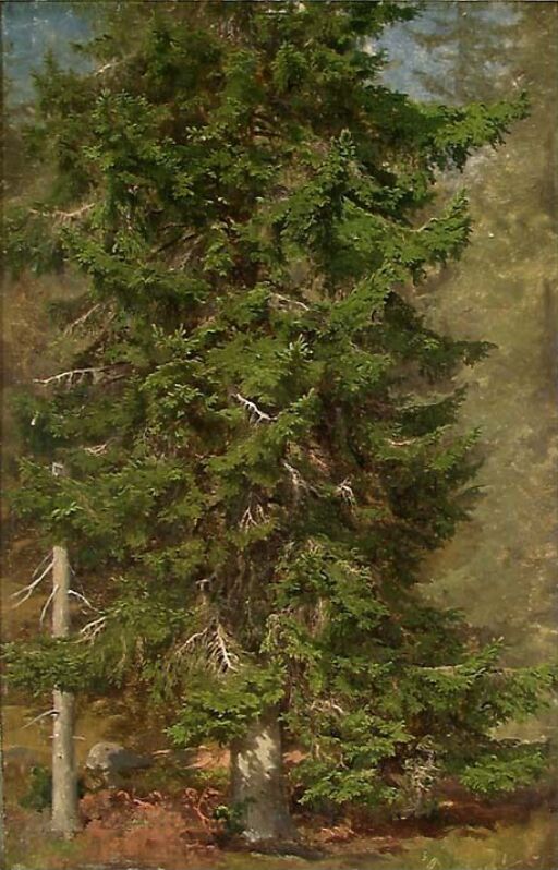 Study of a Spruce