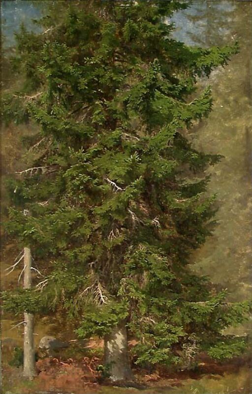 Study of a Spruce