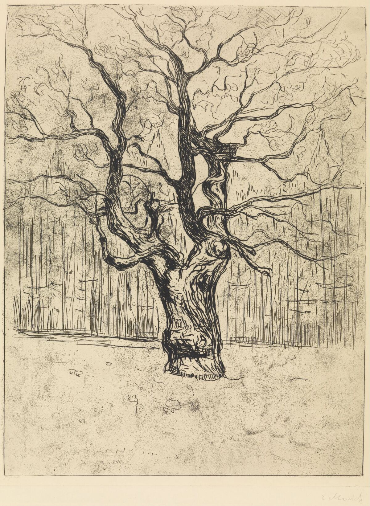 Edvard Munch, O. Felsing, The Oak – Nasjonalmuseet – Collection