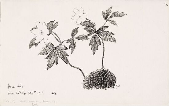 Illustrasjon til Jonas Lie "Familien på Gilje", København 1903 [-1904]