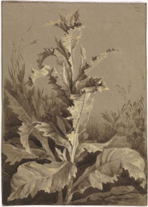 Plantestudie, tistel