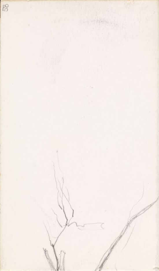 Løvtre med nakne grener