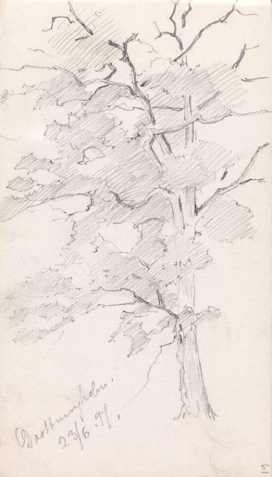 Studie av løvtre, Drottningholm