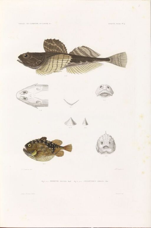 Phobetor tricuspis; Cyclopterus spinosus