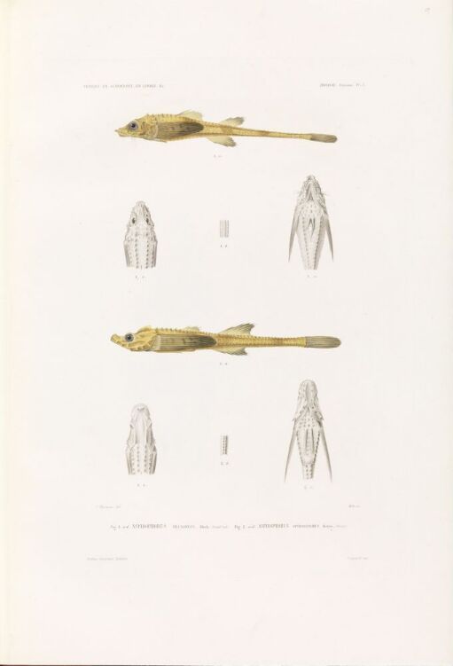 Aspidophorus decagonus; Aspidophorus spinosissimus