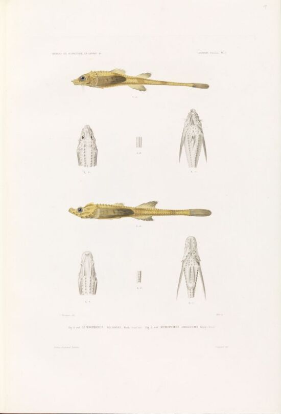 Aspidophorus decagonus; Aspidophorus spinosissimus