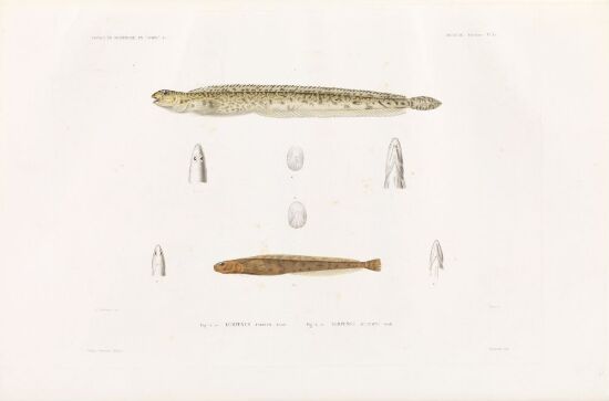 Lumpenus frabricii; Lumpenus acuelatus