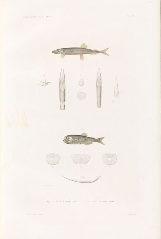 Mallotus arcticus; Scopelus glacialis