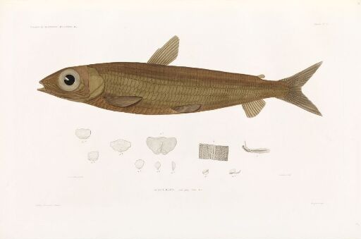 Acantholepis