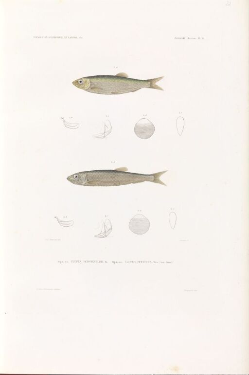 Clupea schoneveldi; Clupea sprattus