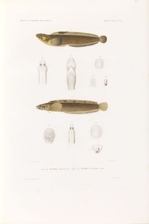 Stichæus pracisus; Stichæus punctatus