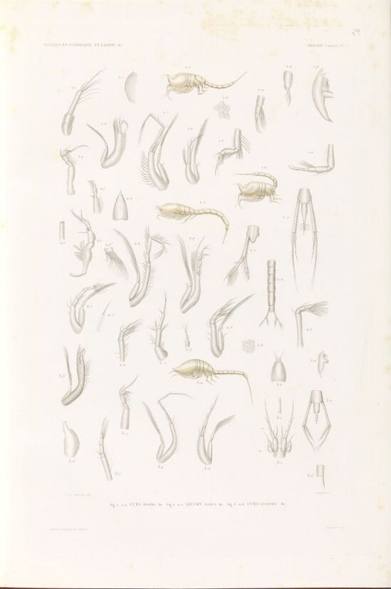 Cuma resima; Leucon nasica; Cuma lucifera