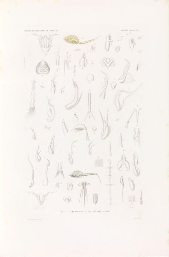 Cuma edwardsi; Embryon