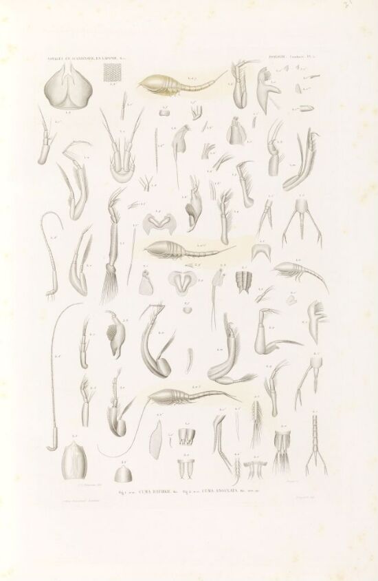 Cuma rathkii; Cuma angulata