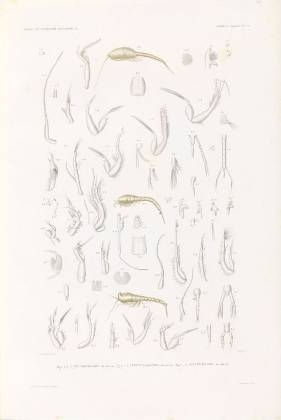 Cuma Brevirostris; Leucon emarginatus