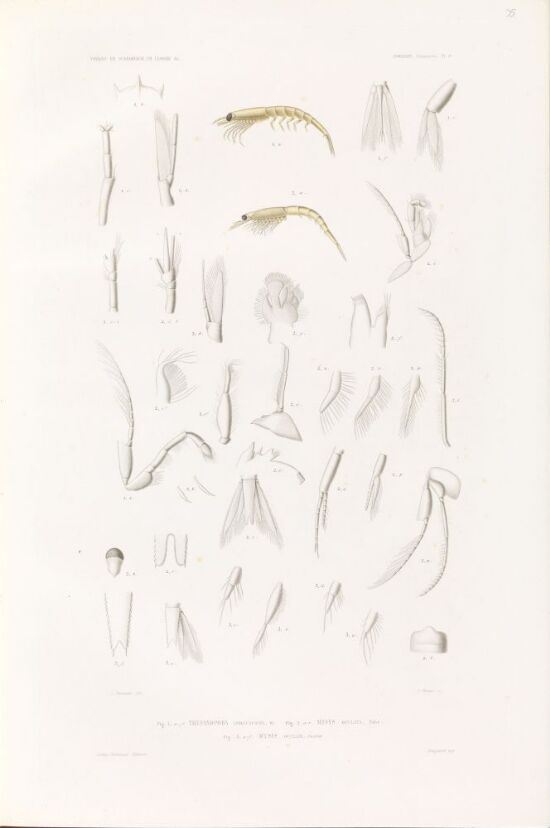 Thysanopoda longicaudata; Mysys oculata; Mysis oculata junior