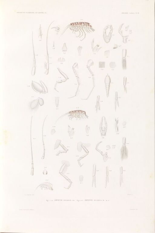 Amphitoe edwardsii; Amphitoe pulchella
