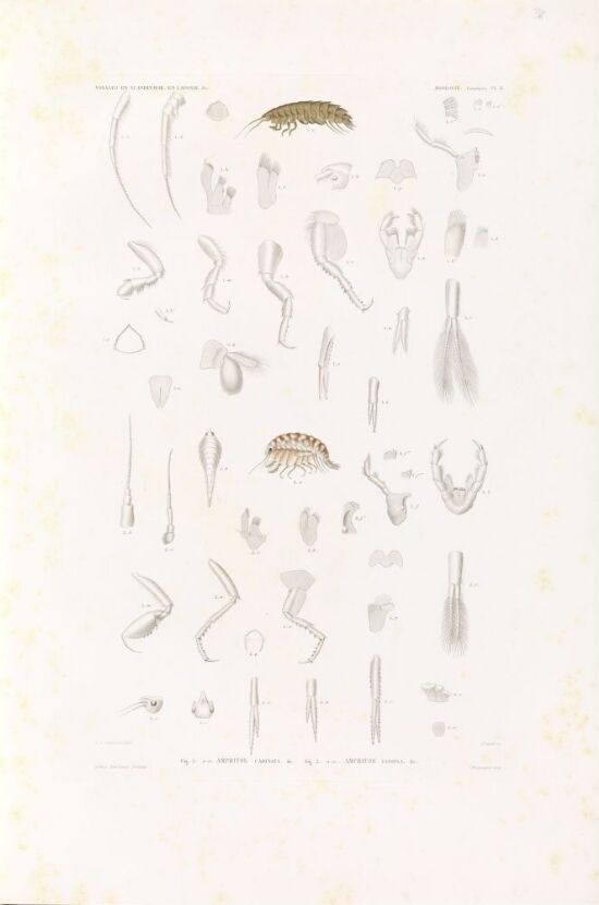 Amphitoe carinata; Amphitoe panopla