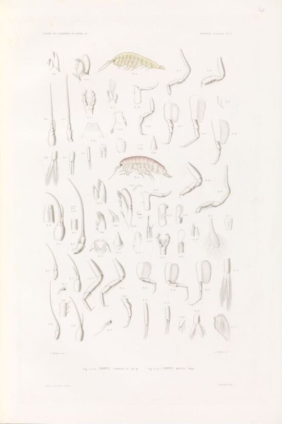 Anonyx littoralis; Anonyx ampulle