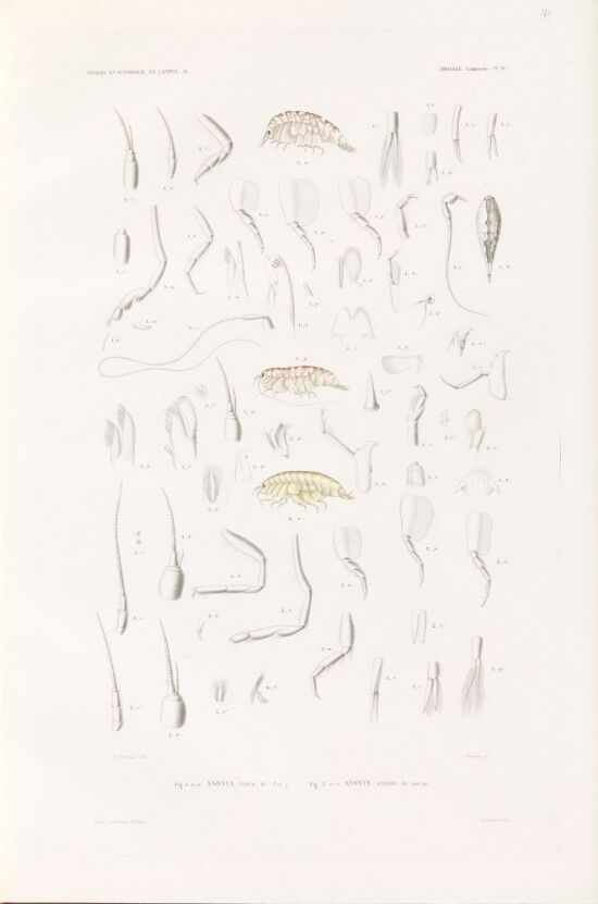 Anonyx vaiilii; Anonyx gulosuo