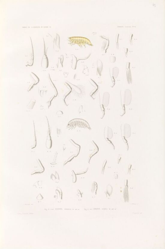 Anonyx edwardsii; Anonym tumidus