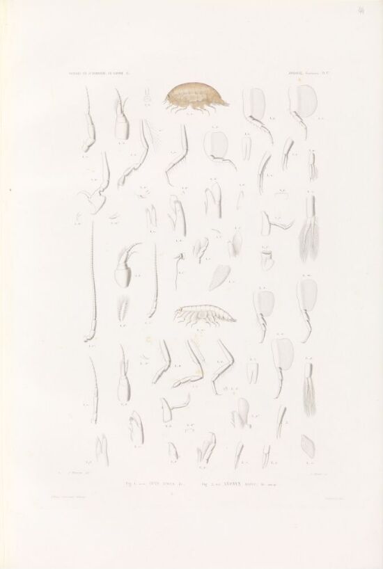 Opis typica; Anonyx nanus