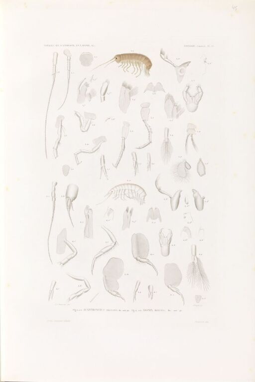 Acanthonotus tricuspis; Anonix minutus