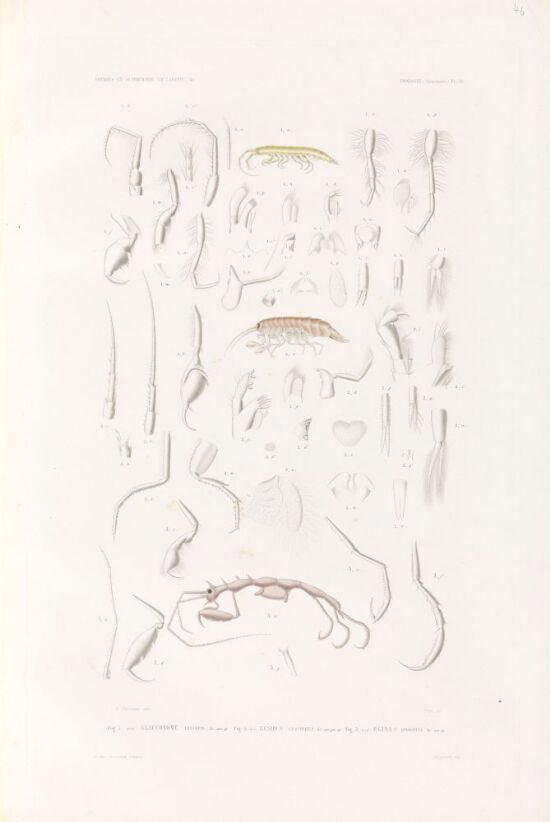 Glauconome leucopis; Eusinus cuspidatus; Ægina longispina