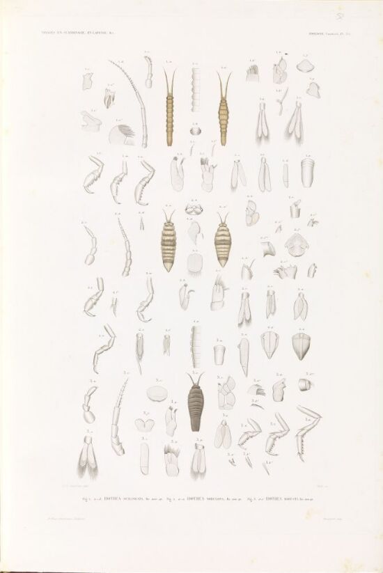 Idothea sexlineata; Idothea nodulosa; Idothea robusta