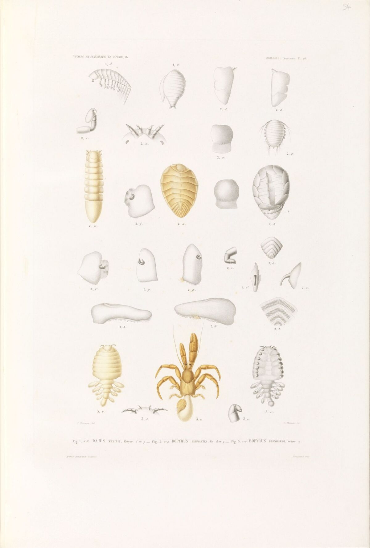J. Thomas, Arthus-Bertrand & Co, Dajus mysidis; Bopyrus hippolytes ...