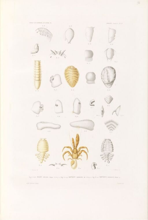 Dajus mysidis; Bopyrus hippolytes: Bopyrus bernhardi