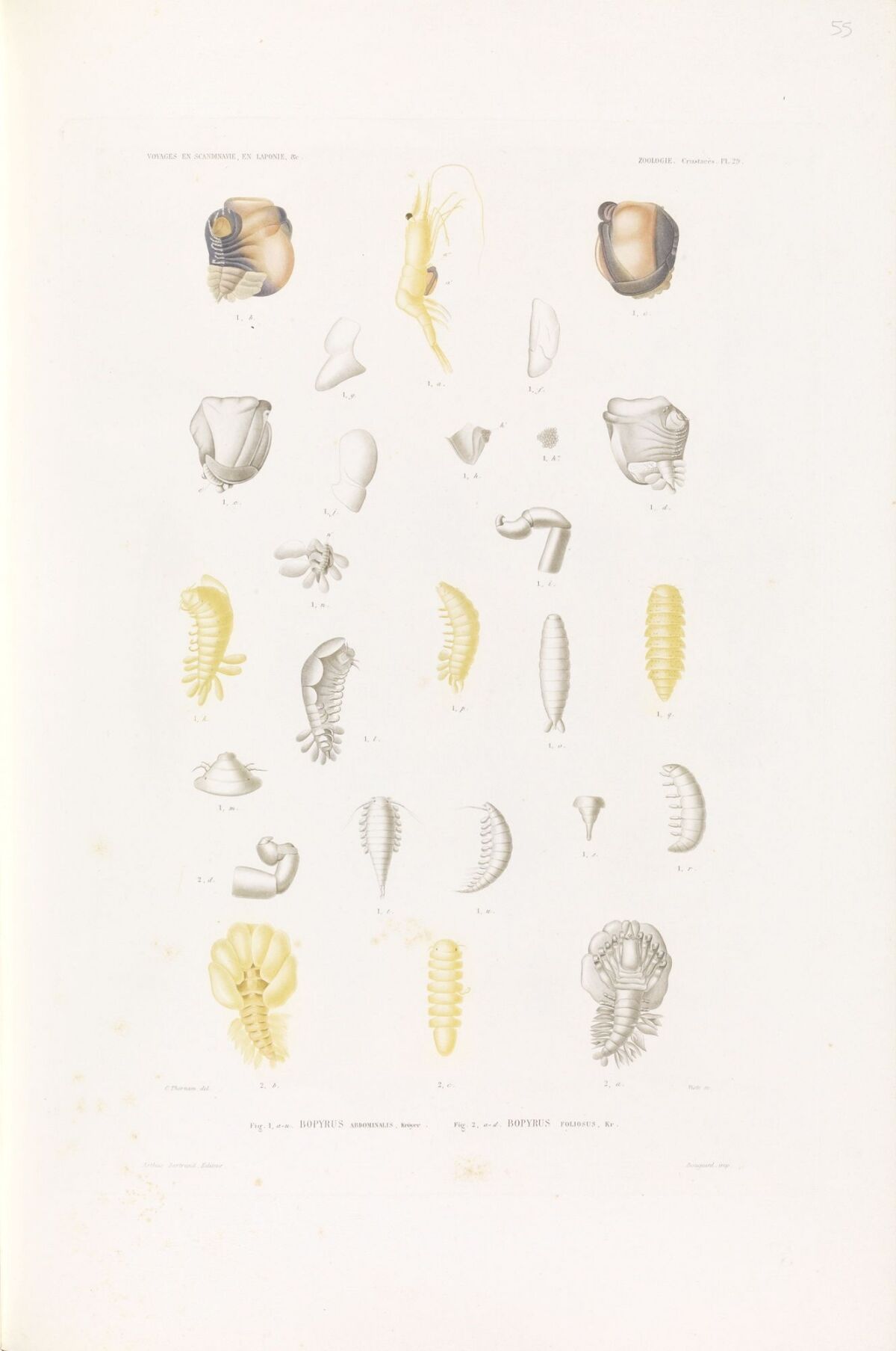 Visto, Arthus-Bertrand & Co, Bopyrus abdominalis; Bopyrus foliosus ...