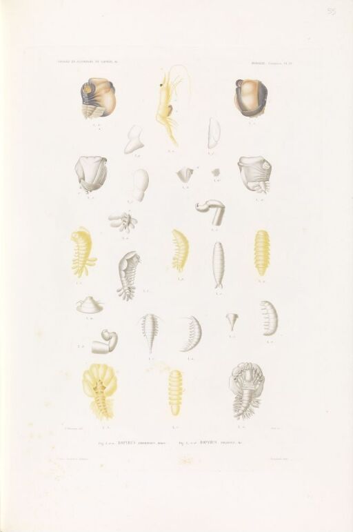 Bopyrus abdominalis; Bopyrus foliosus