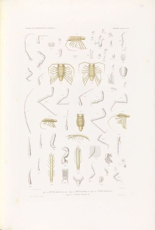 Munna fabricii; Munna boeckii; Tanais örstedii; Tanais gracilis