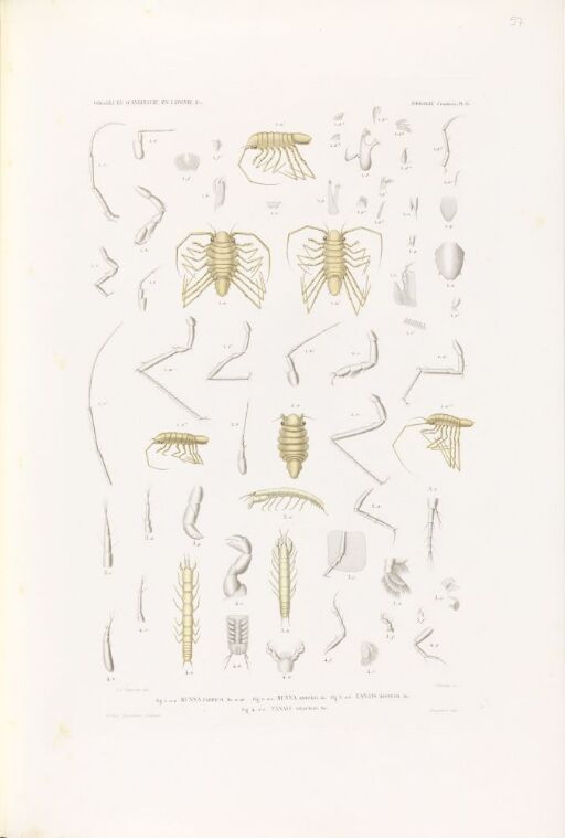 Munna fabricii; Munna boeckii; Tanais örstedii; Tanais gracilis