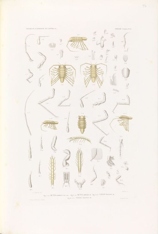 Munna fabricii; Munna boeckii; Tanais örstedii; Tanais gracilis