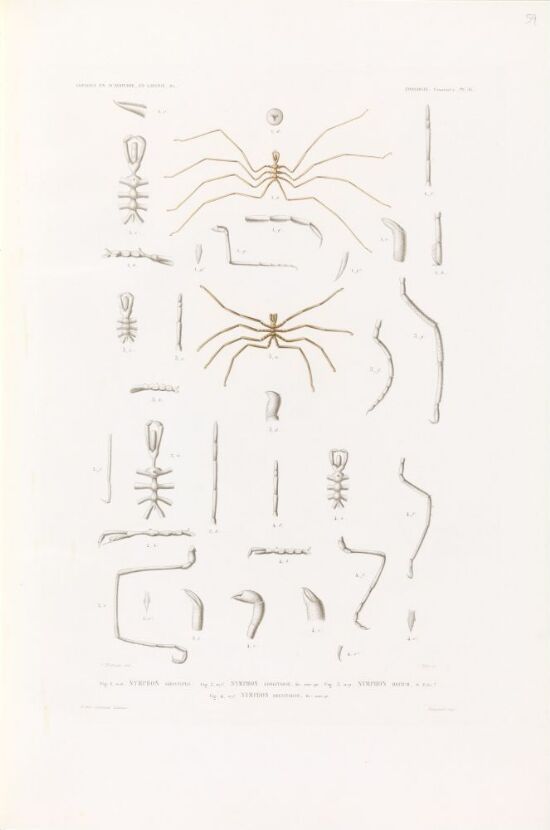 Nymphon grossipes; Nymphon longitarse; Nymphon hirtum; Nymphon brevitarse