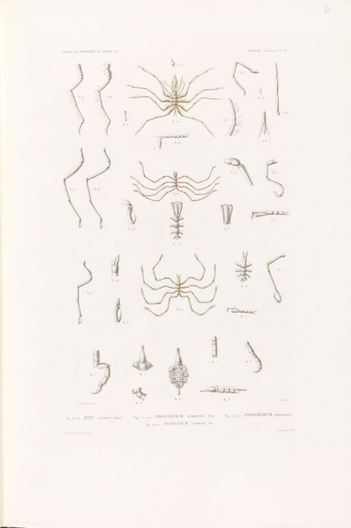 Zetes hispidus; Phoxichilidium femoratum; Phoxichilidium petiolatum