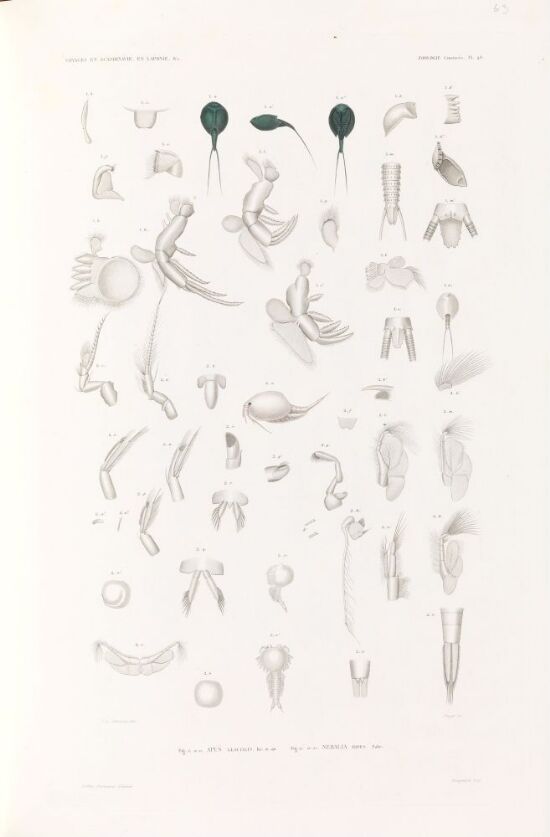 Apus glacialis; Nebalia bipes