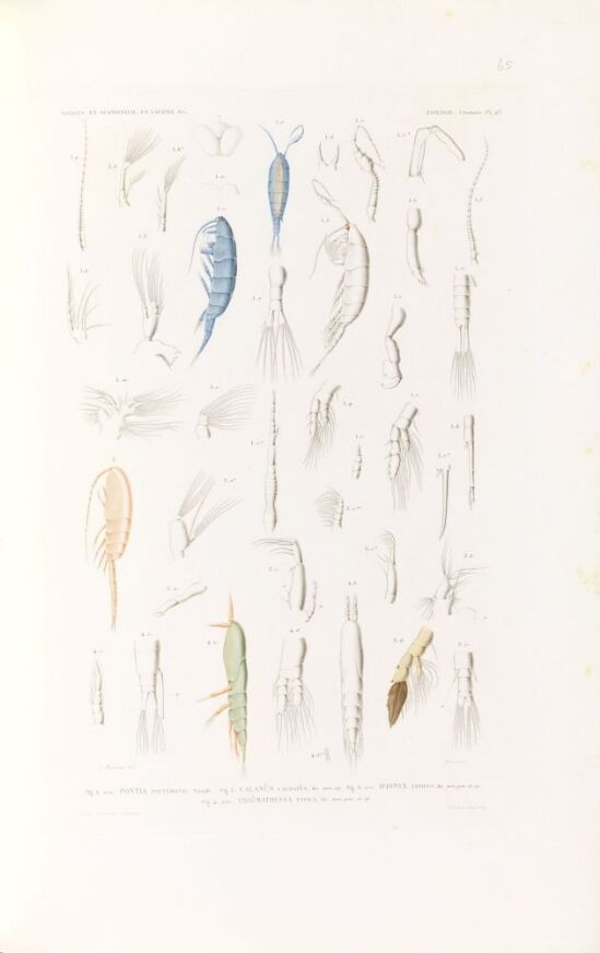 Pontia patteronii; Calanus caudatus; Ifionyx typicus; Thaumatoessa typica