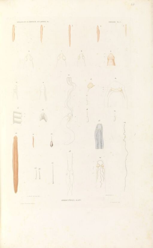 Aporocephala blainv.