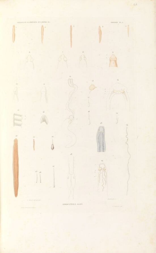 Aporocephala blainv.