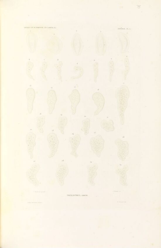 Polygastrica ehrenb.