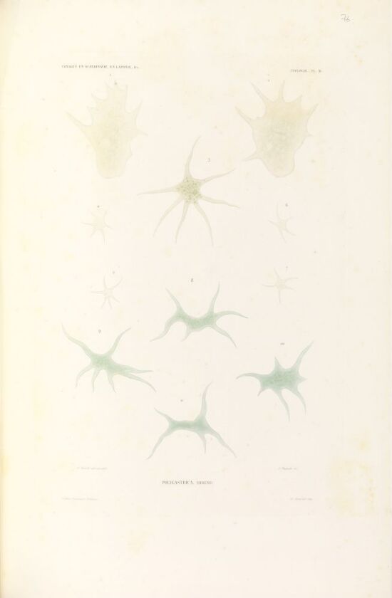 Polygastrica ehrenb.