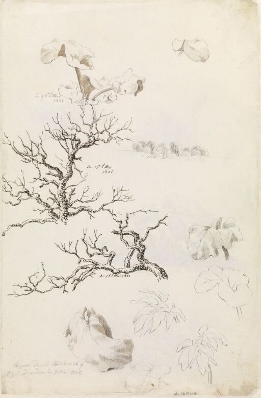 Baum- und Pflanzenstudien